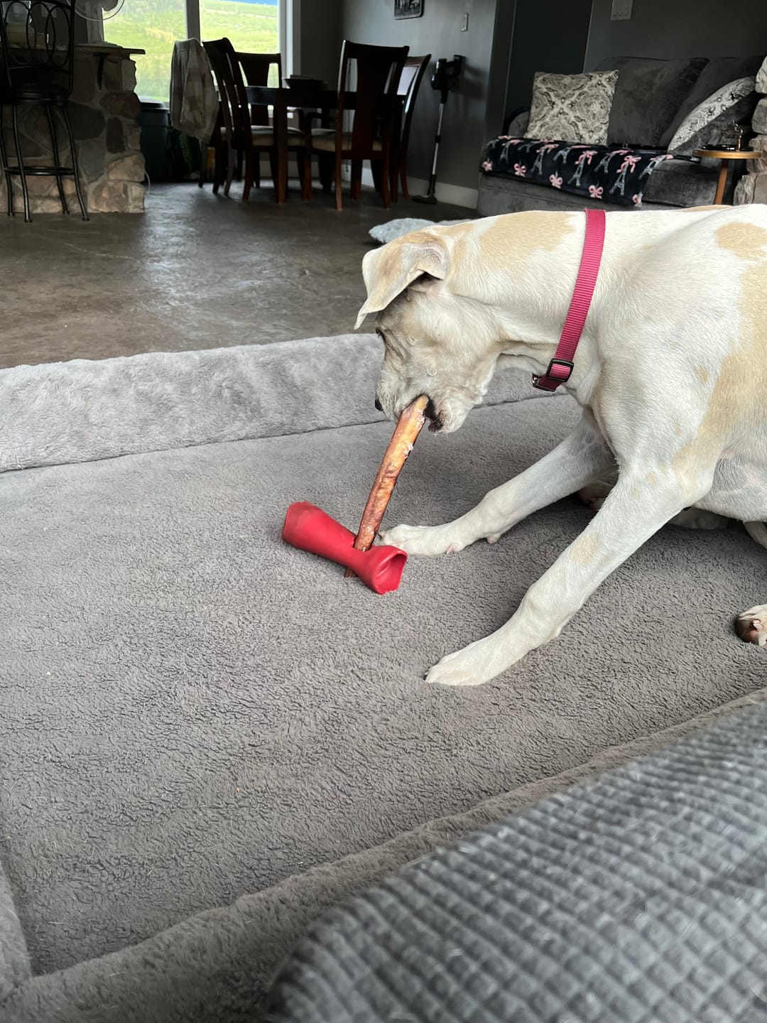 Customer photo review of 12 Inch Mega Monster Bully Stick (LIMITED)