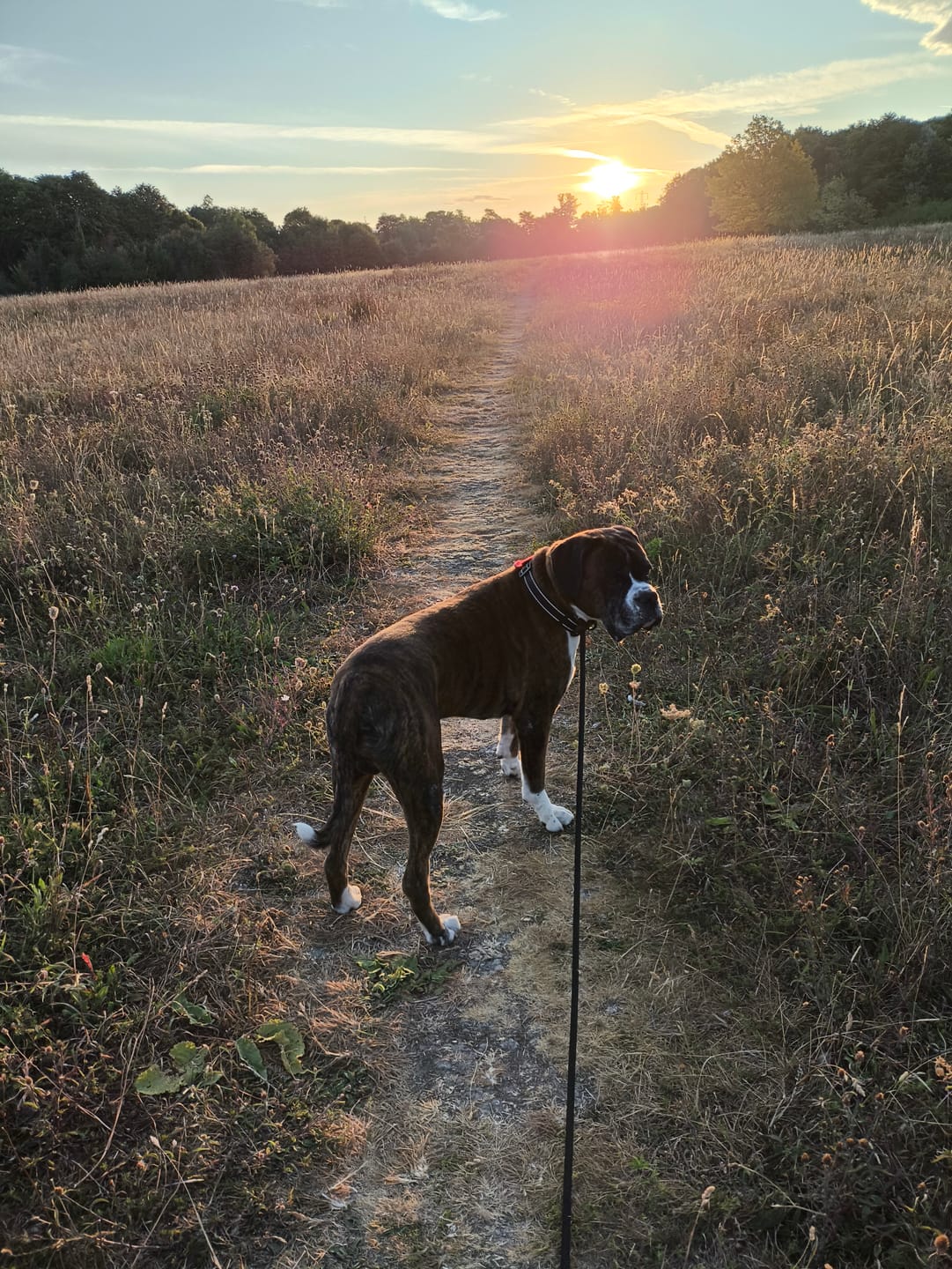 Customer photo review of Dog Gel
