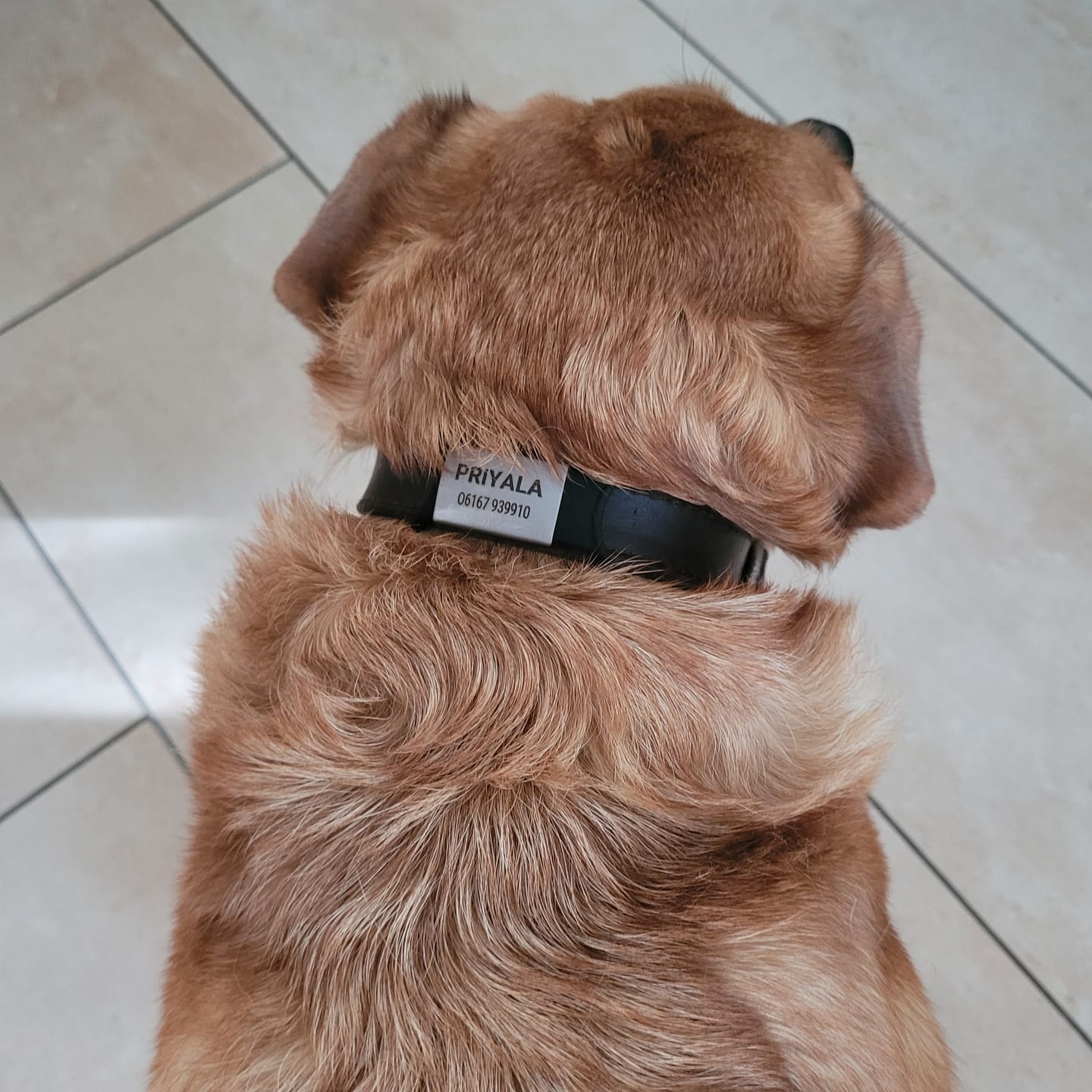 Customer photo review of Klapperfreie Hundemarke Silikonslider mit Edelstahl-Schild für Halsbänder inkl. GRATIS Gravur