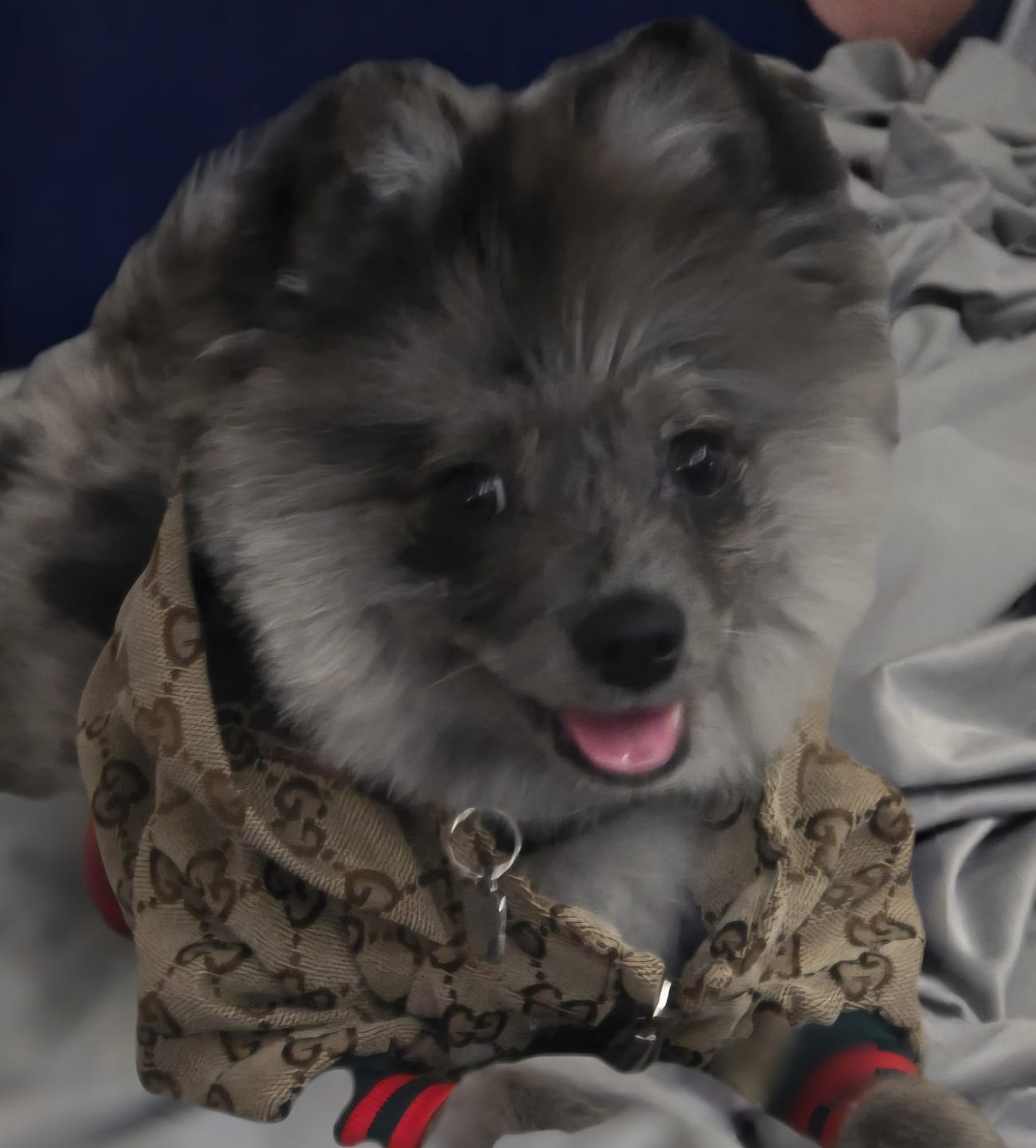 Customer photo review of Zoi Dog Jacket