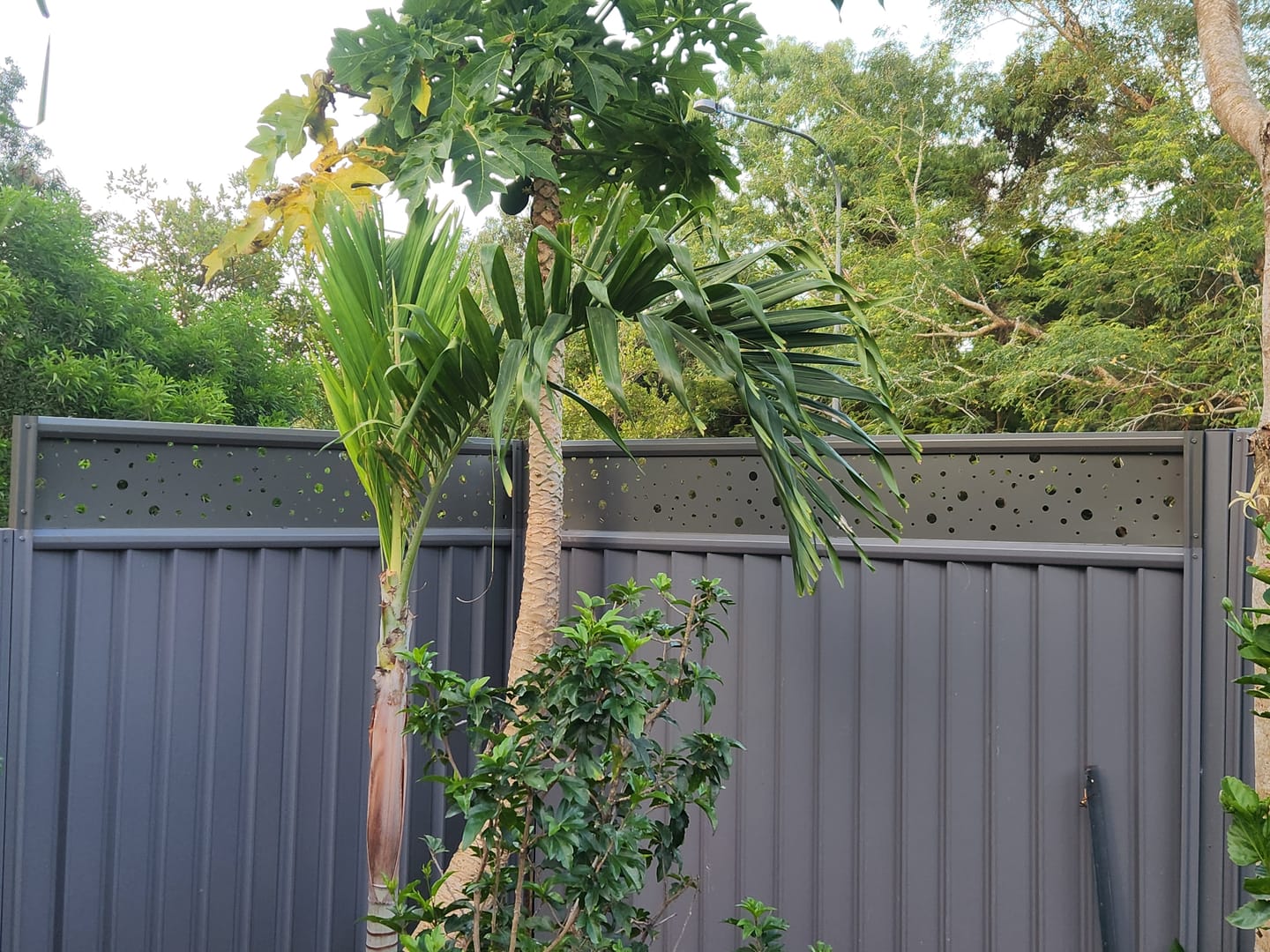 Customer photo review of Fence Extensions for Colorbond Fences