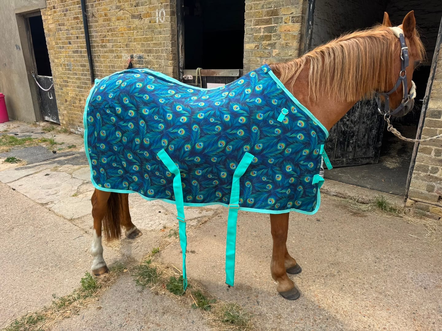 Customer photo review of Peacock Fleece