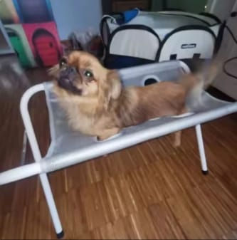 Customer photo review of FreshPaws™- Foldable Pet Bathing Stand