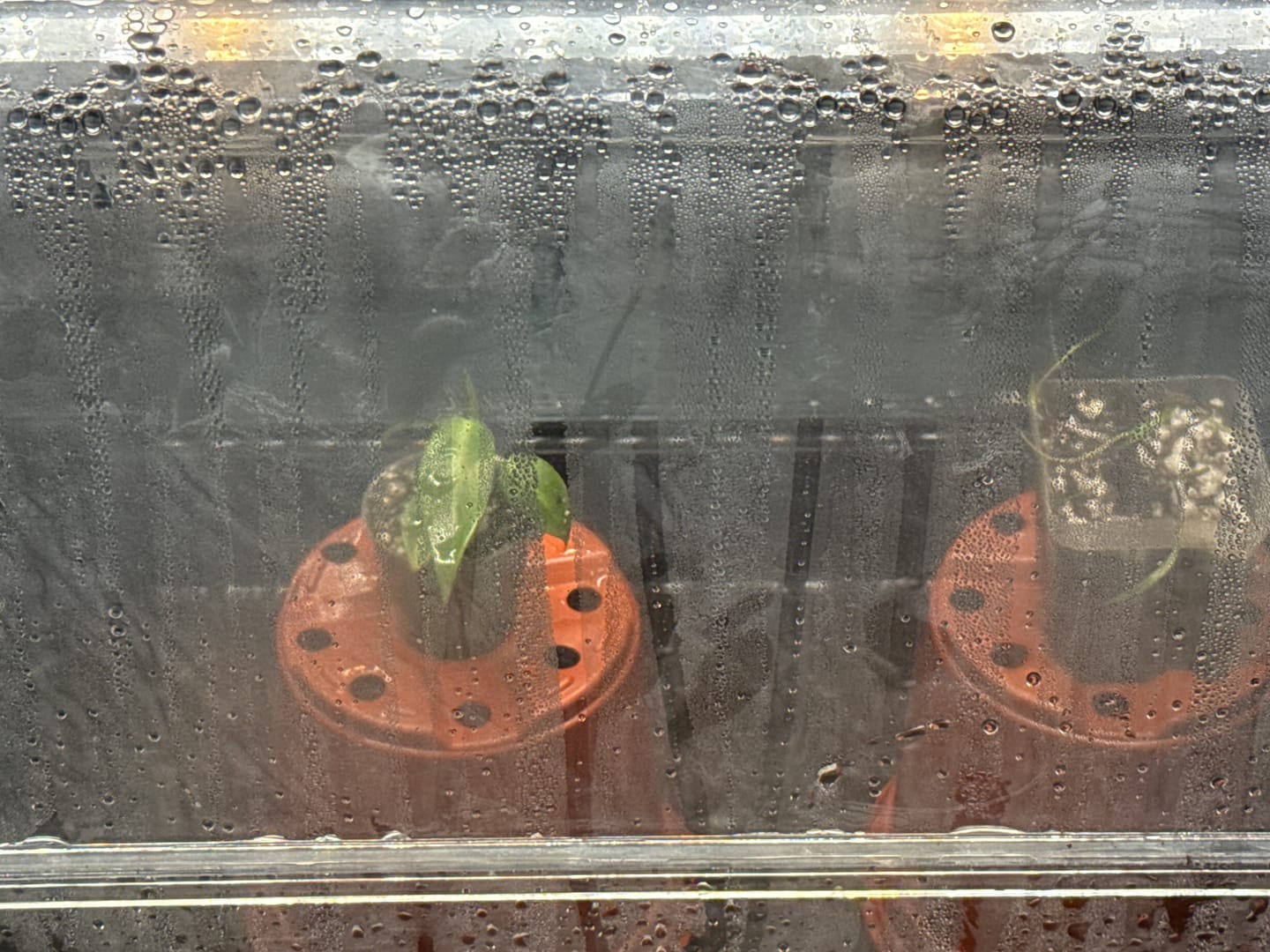 Customer photo review of Philodendron Spiritus Sancti