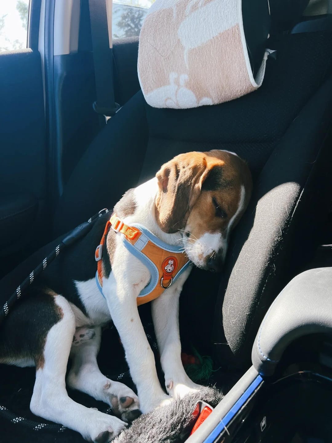 Customer photo review of Reflective No Pull Dog Harness