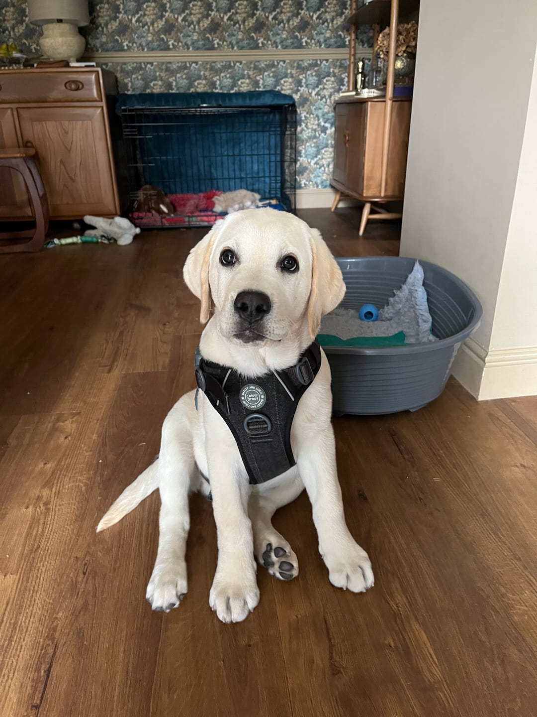 Customer photo review of Trail & Glow Tweed Dog Harness - Colour Drops - Charcoal Tweed