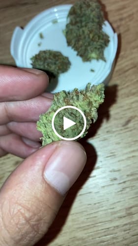 Customer video review of THC-A 31% Flower Biscotti Mintz
