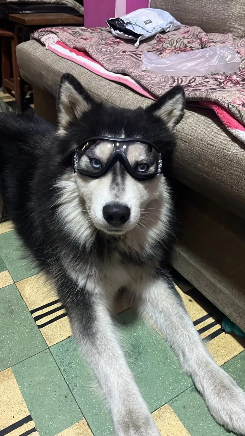 Customer photo review of CANLUX Pet - Gafas para Mascotas
