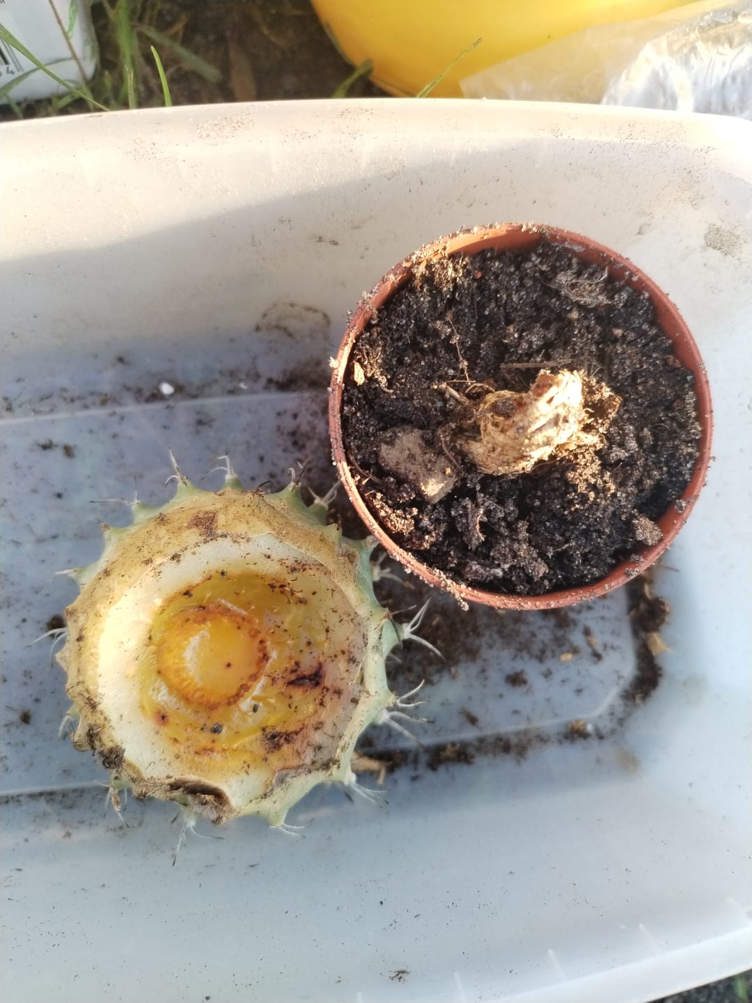 Customer photo review of Turbinicarpus  Alonsoi