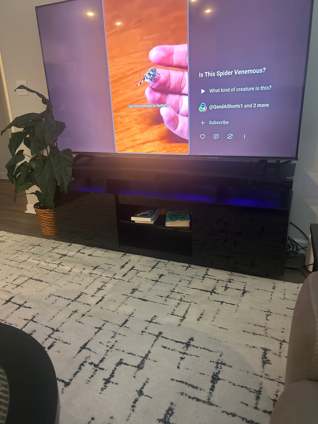 Customer photo review of Camille Washable Area Rug - Black