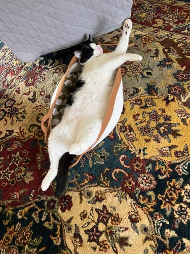 Customer's black and white cat sleeping in the Instinct Basket on a patterned rug.