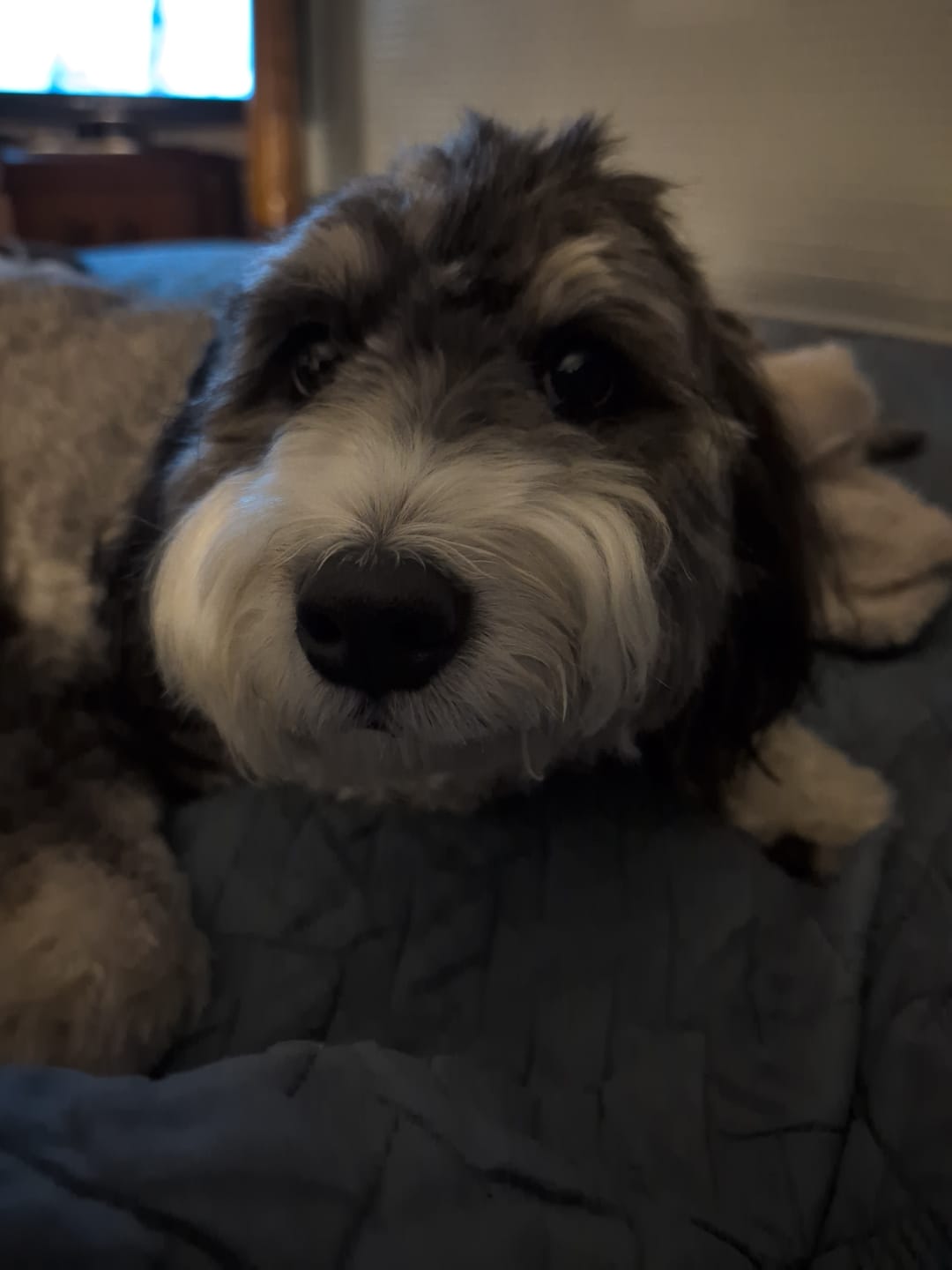 Customer photo review of Natural Dog Food Sample Pack