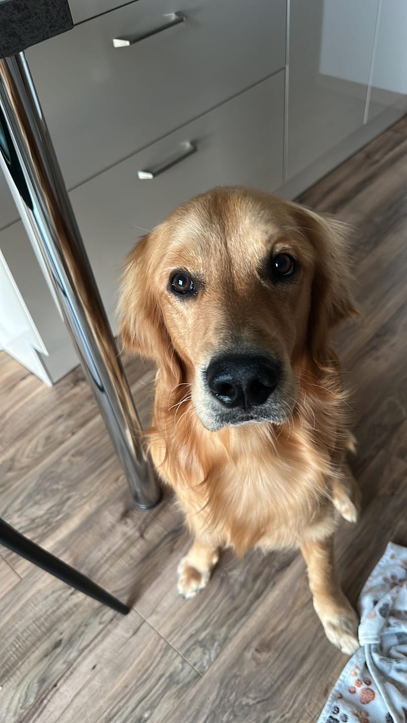 Customer photo review of Nieren Kräuter für Hunde - Druckfrei
