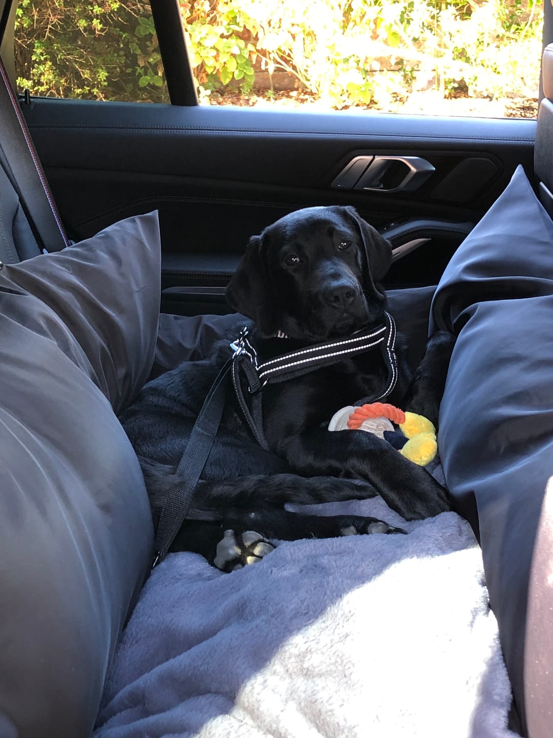 Customer photo review of Travel Dog Pod XL - Now With Isofix