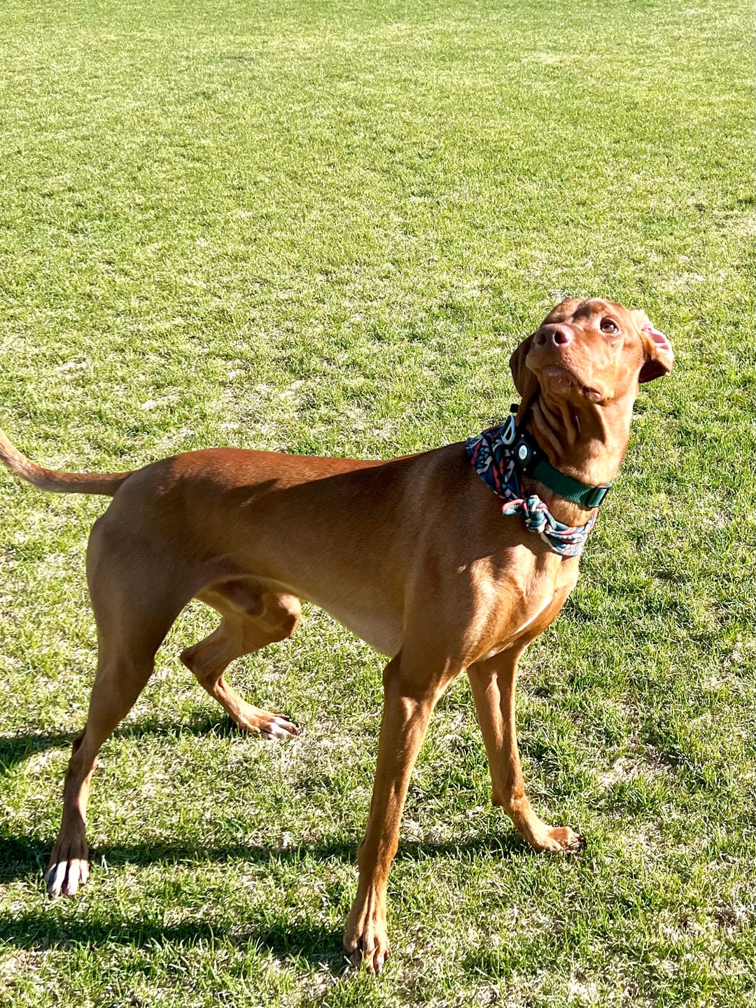 Customer photo review of 1-TDC  Oral Health + Mobility Support for Dogs