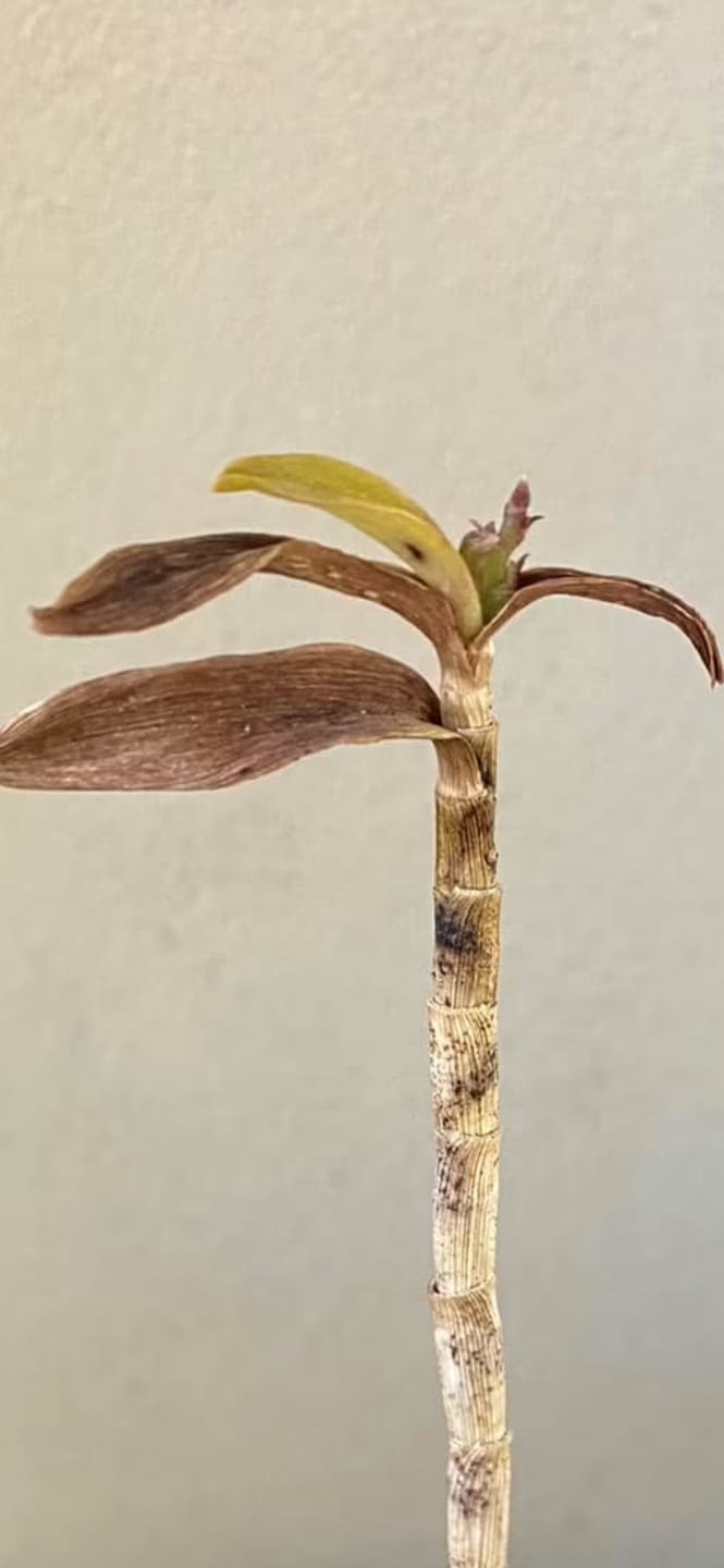 Customer photo review of Crucifix Orchid | Epidendrums| sp | Orchidaceae