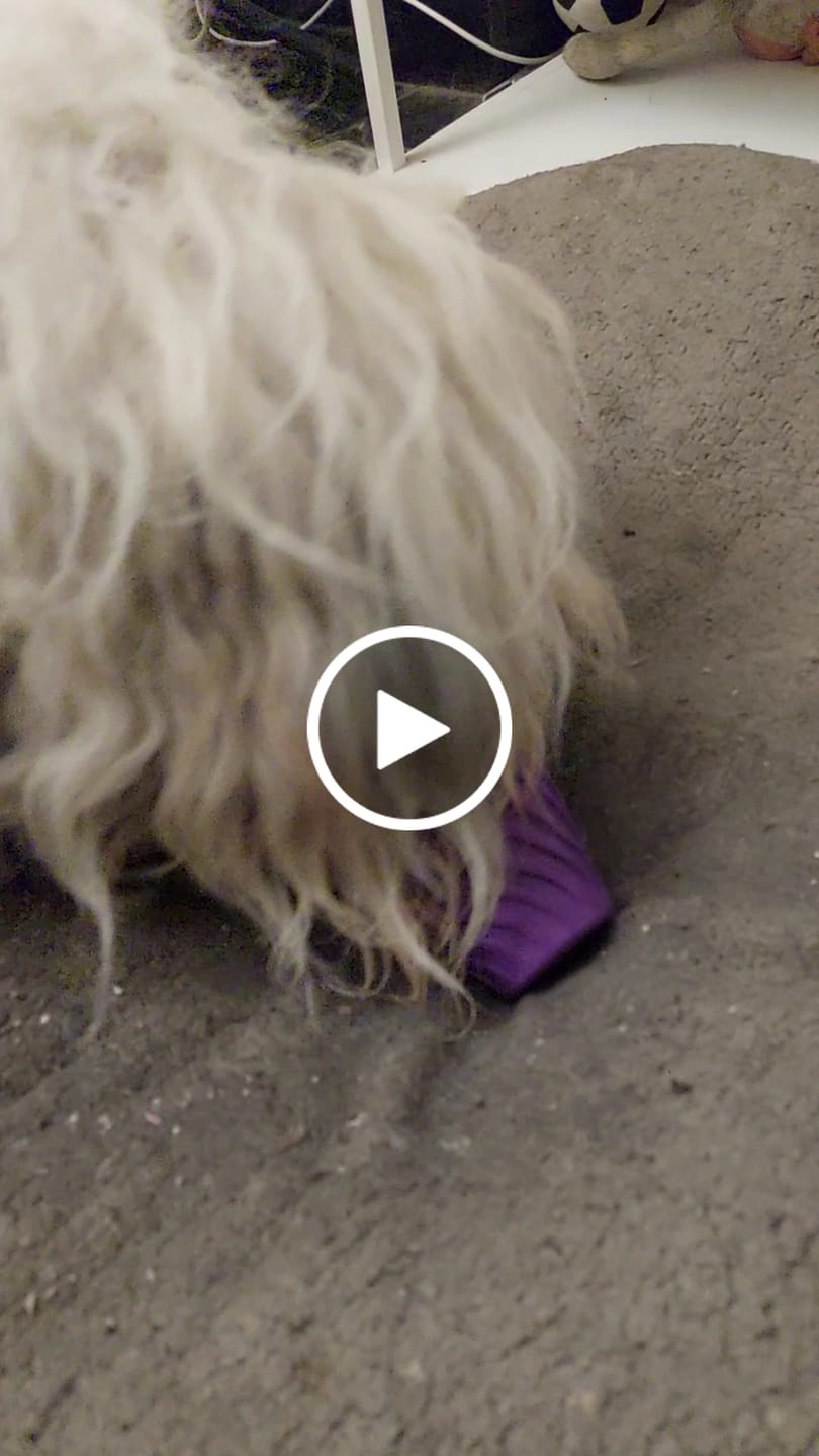 Customer video review of FreezCone – The Ice-Cream–Shaped Enrichment Dogs Can’t Put Down