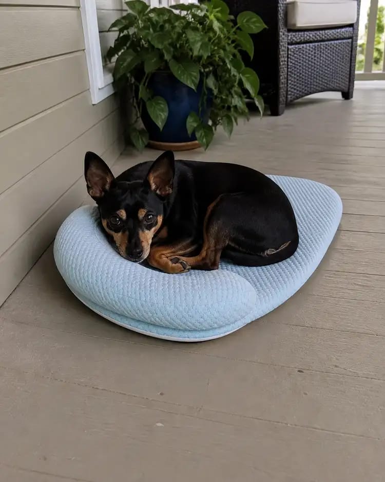Customer photo review of Chillbuddy Oasis Cooling Pet Bed