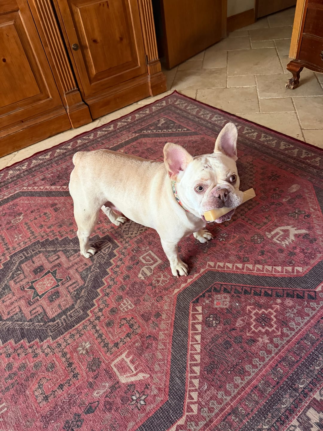 Customer photo review of Himalayan Yak Chews — All Sizes | Small to Giant Dogs