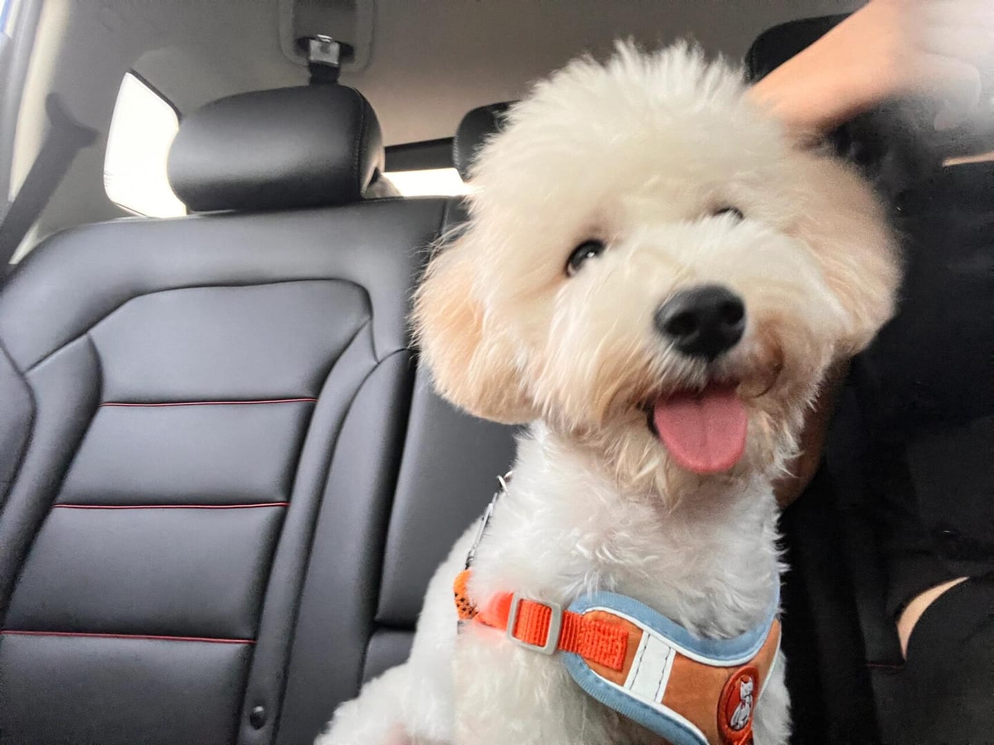 Customer photo review of Reflective No Pull Dog Harness