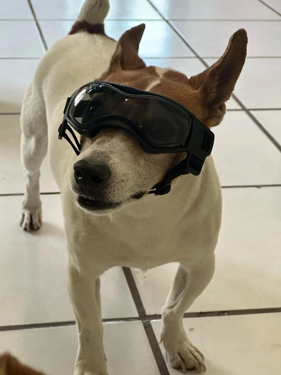 Customer photo review of CANLUX Pet - Gafas para Mascotas