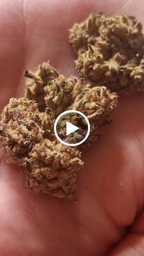Customer video review of THC-A Flower Blueberry Muffin