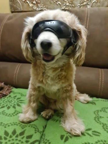 Customer photo review of CANLUX Pet - Gafas para Mascotas