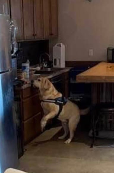 Customer photo review of Personalized Dog Harness