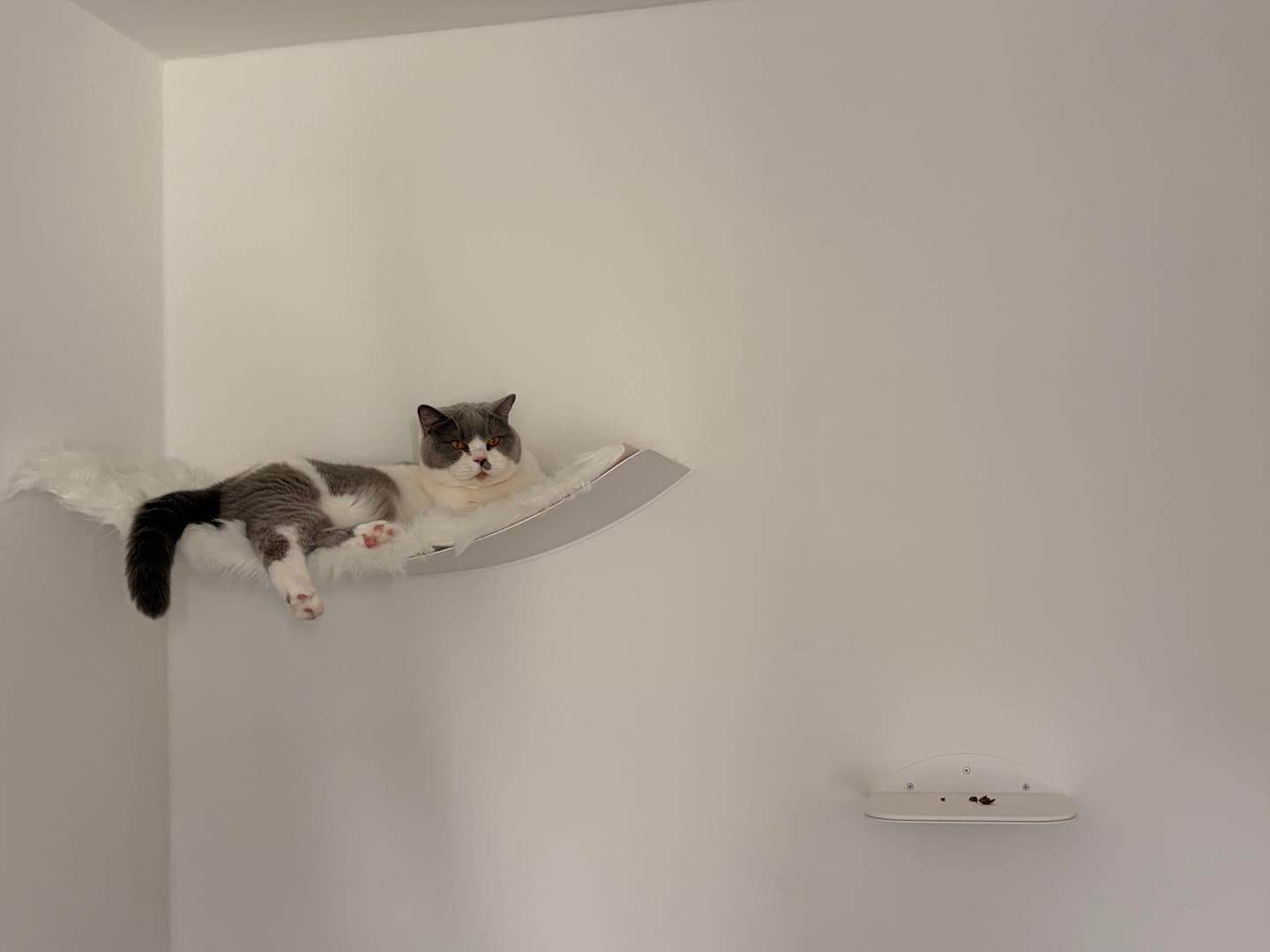 Customer photo review of STYA Katzen Kletterwand | Set Eleganz Hängematte XXL | Linie WL100