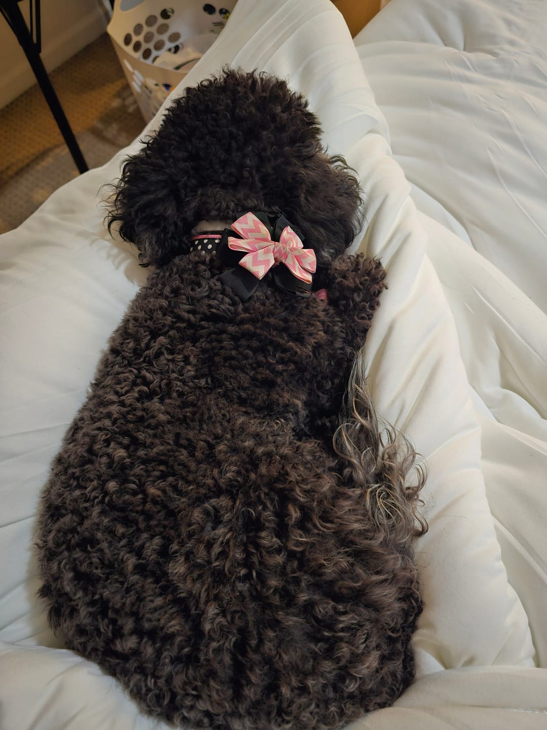 Customer photo review of MarshMellow Comforter
