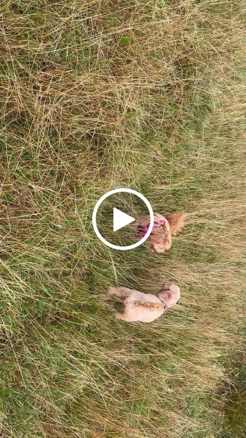 Customer video review of Comfort Step-in Dog Harness  | Reflective | Navy Blue