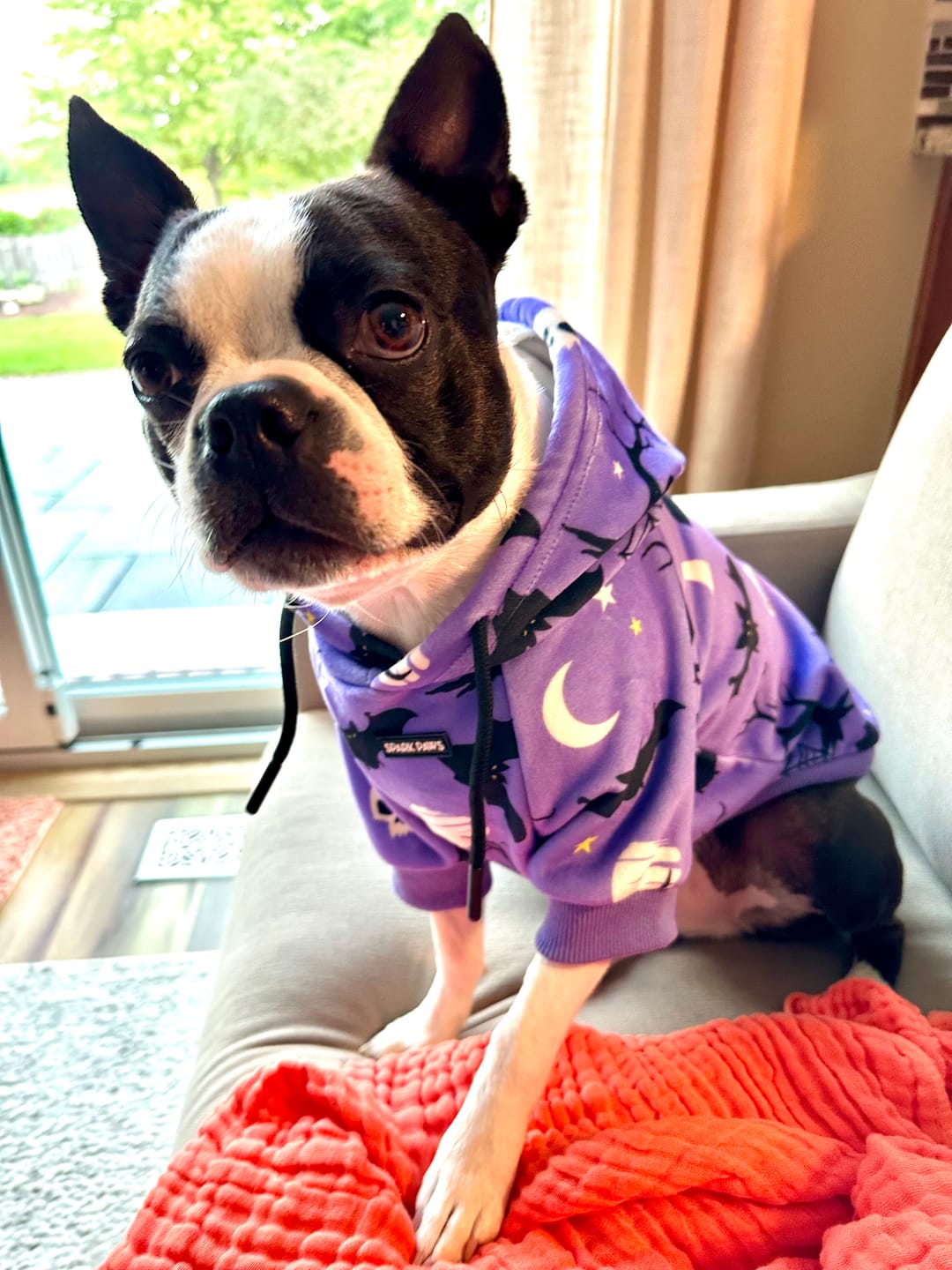 Customer photo review of Halloween Dog Hoodie - Purple
