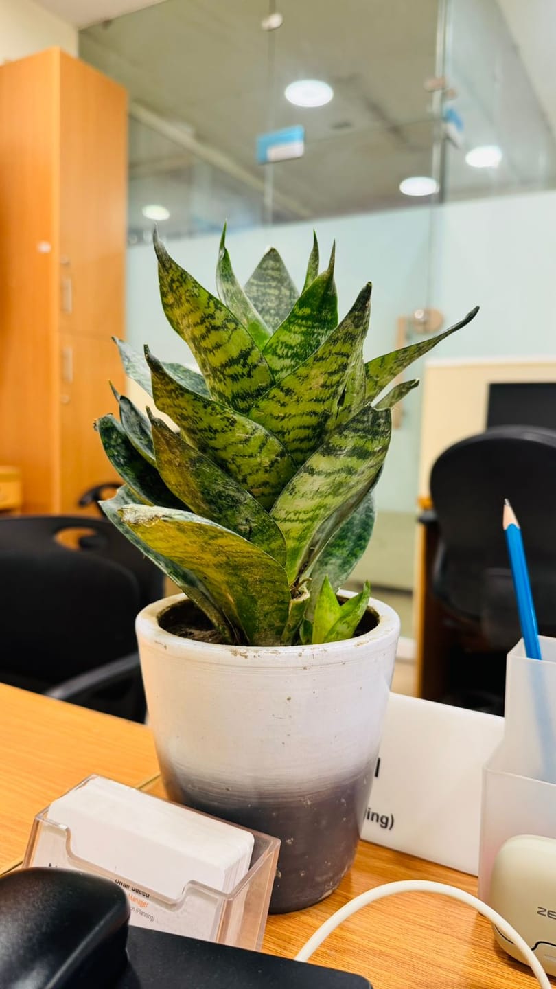Customer photo review of Snake Plant Dwarf in Painted Terracotta Pot