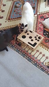 Customer photo review of Sugenza™ Kedi Tırnak Törpüleme & Oyun Kutusu