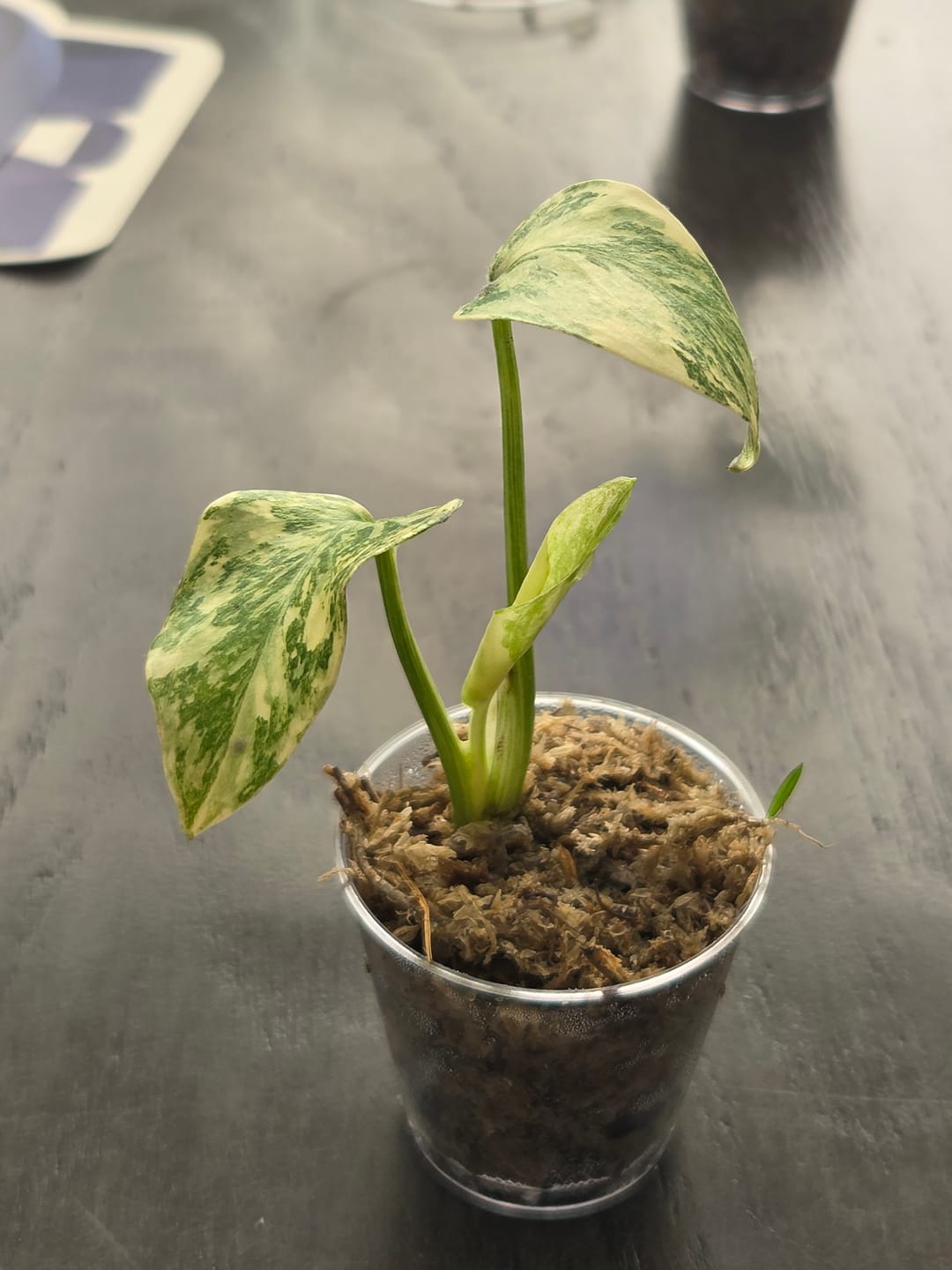 Customer photo of Monstera Placer Gold