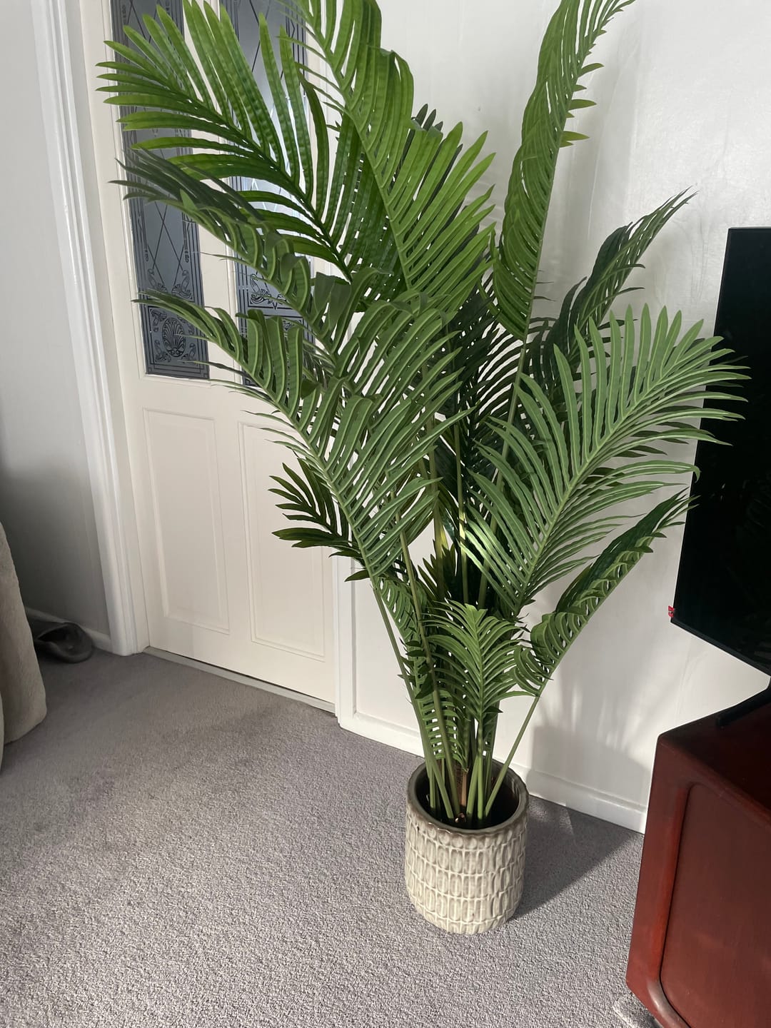Customer photo review of Areca Phoenix Palm Tree 150cm/5ft - A1125