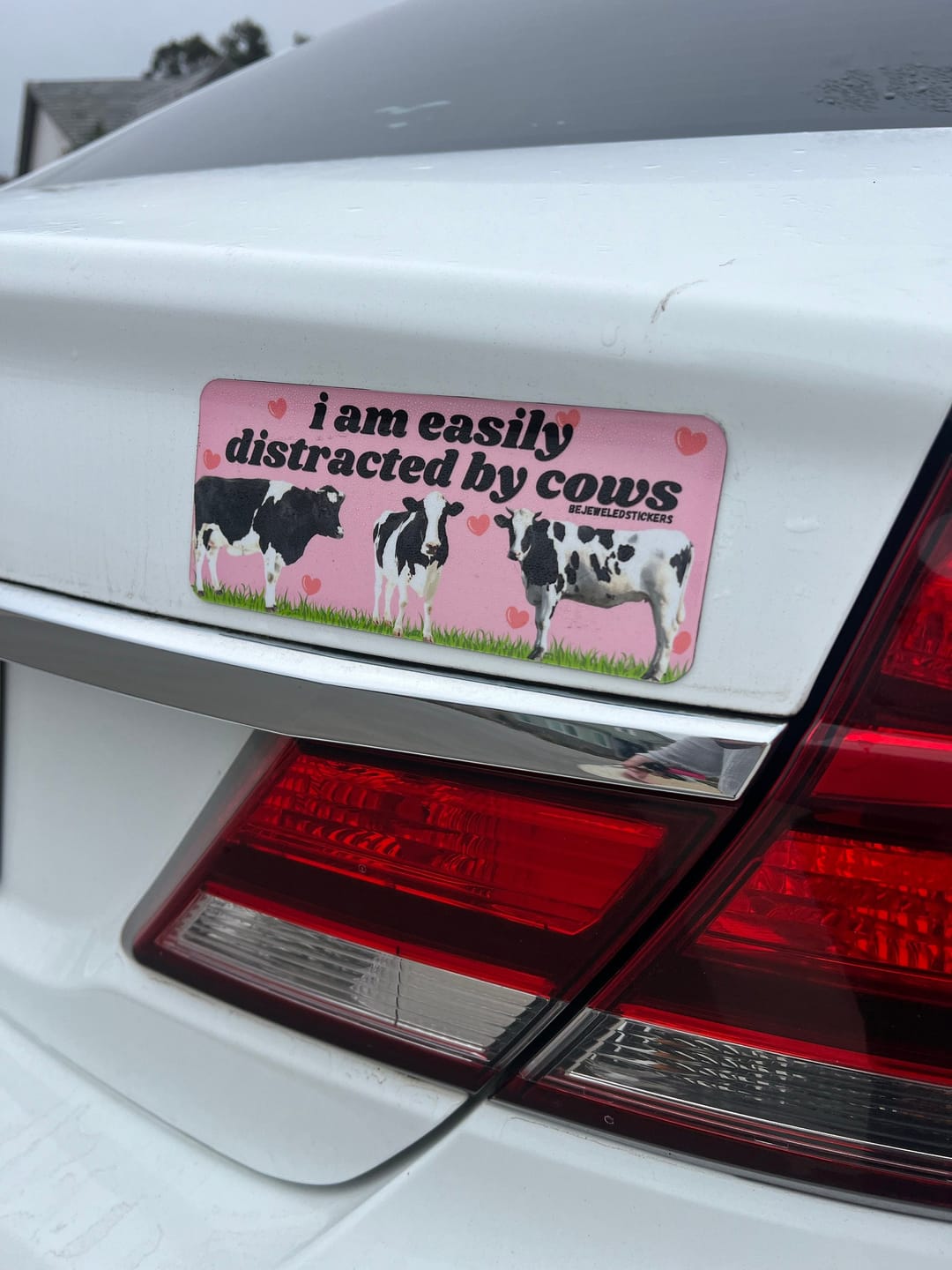 Customer photo review of I am easily distracted by cows