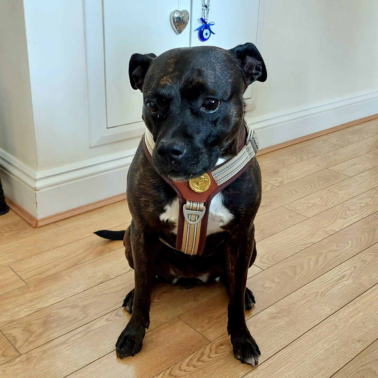 Customer photo review of Staffordshire Bull Terrier 1935® Nametag with Paracord String - Shiny
