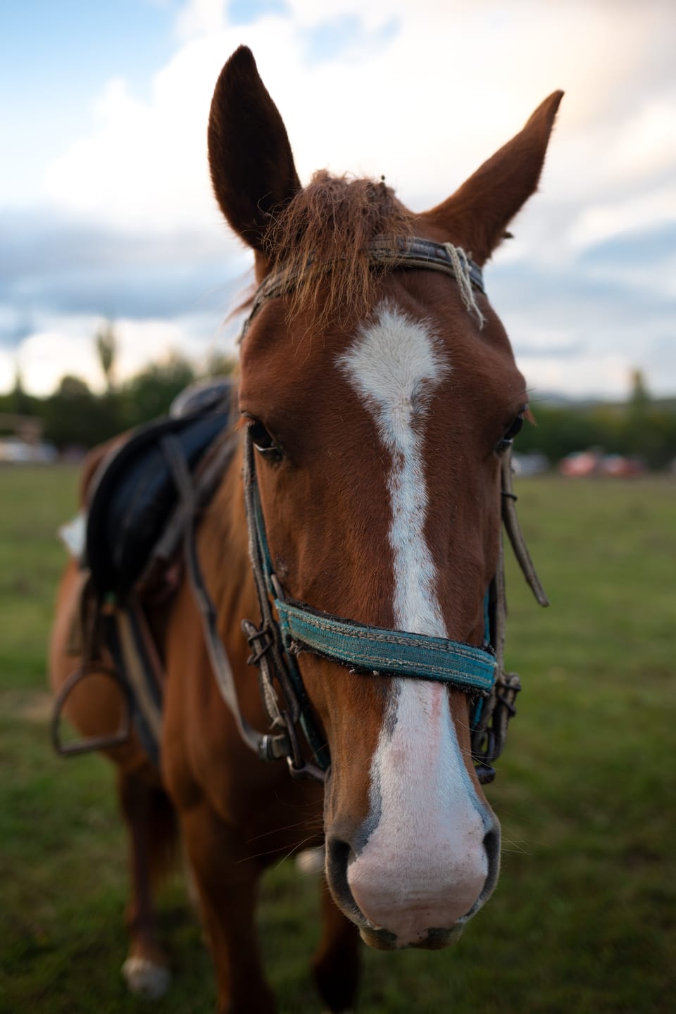 Customer photo review of Hoof Power Leckerlis — Starke Hufe fürs Pferd