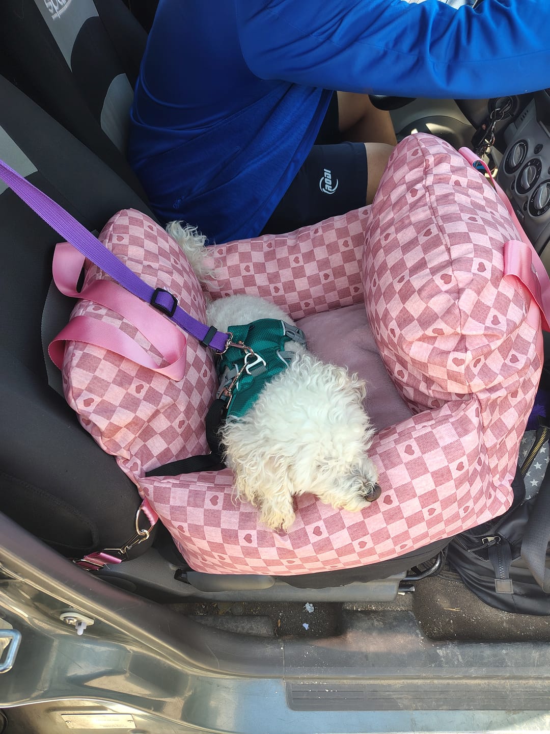 Customer photo review of Asiento Primera Clase THE DOGS — Viajes seguros y cómodos