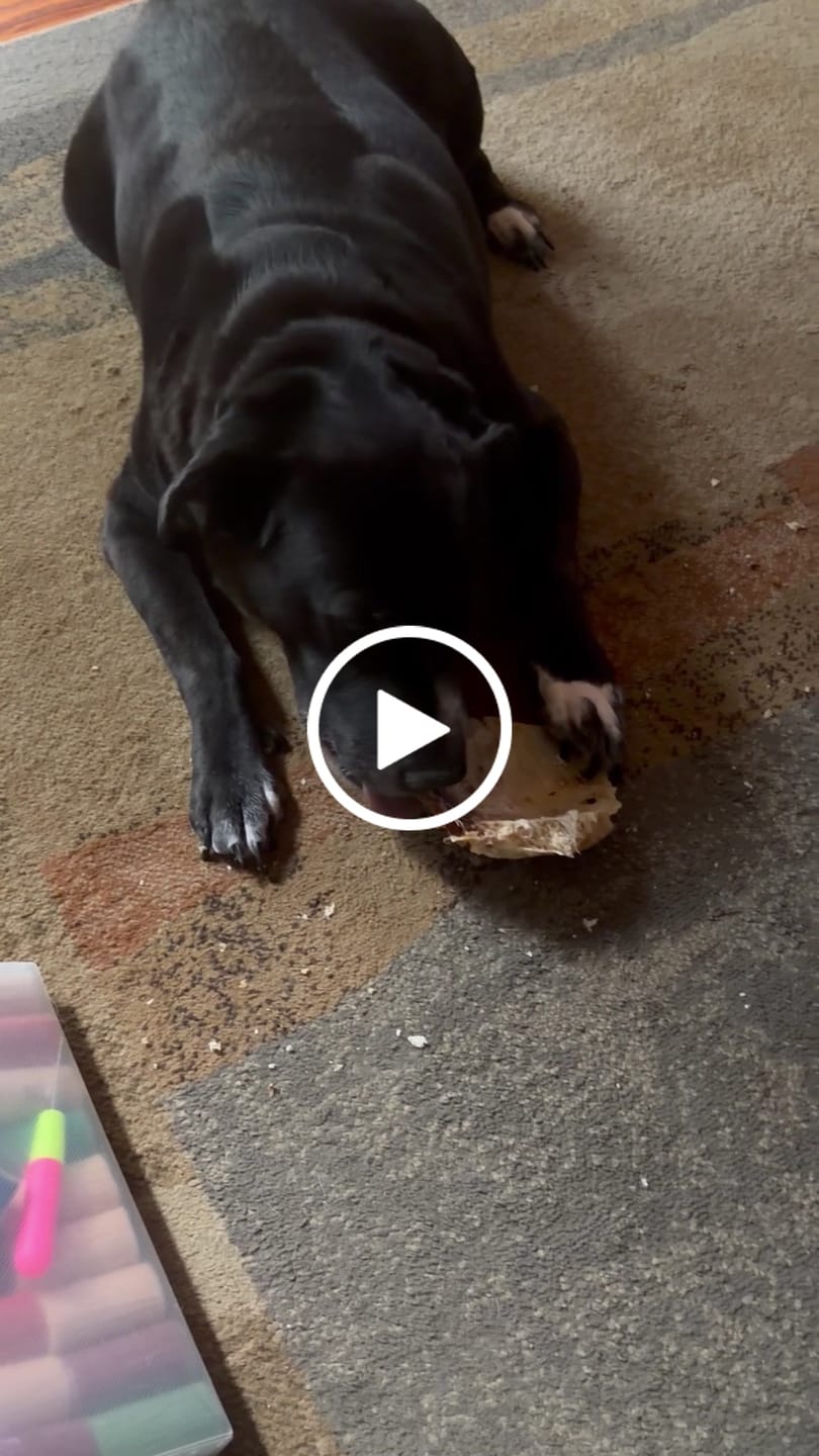 Customer video review of Chest Bone (11" x 6"x 3”): The Durable, Flavor-Packed Chew for Light and Moderate Chewers