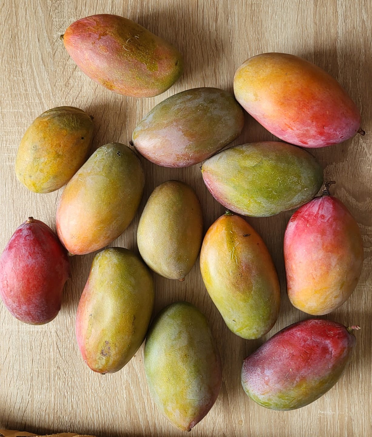 Customer photo review of Mini-Mango Osteen Bio Sonderpreis %