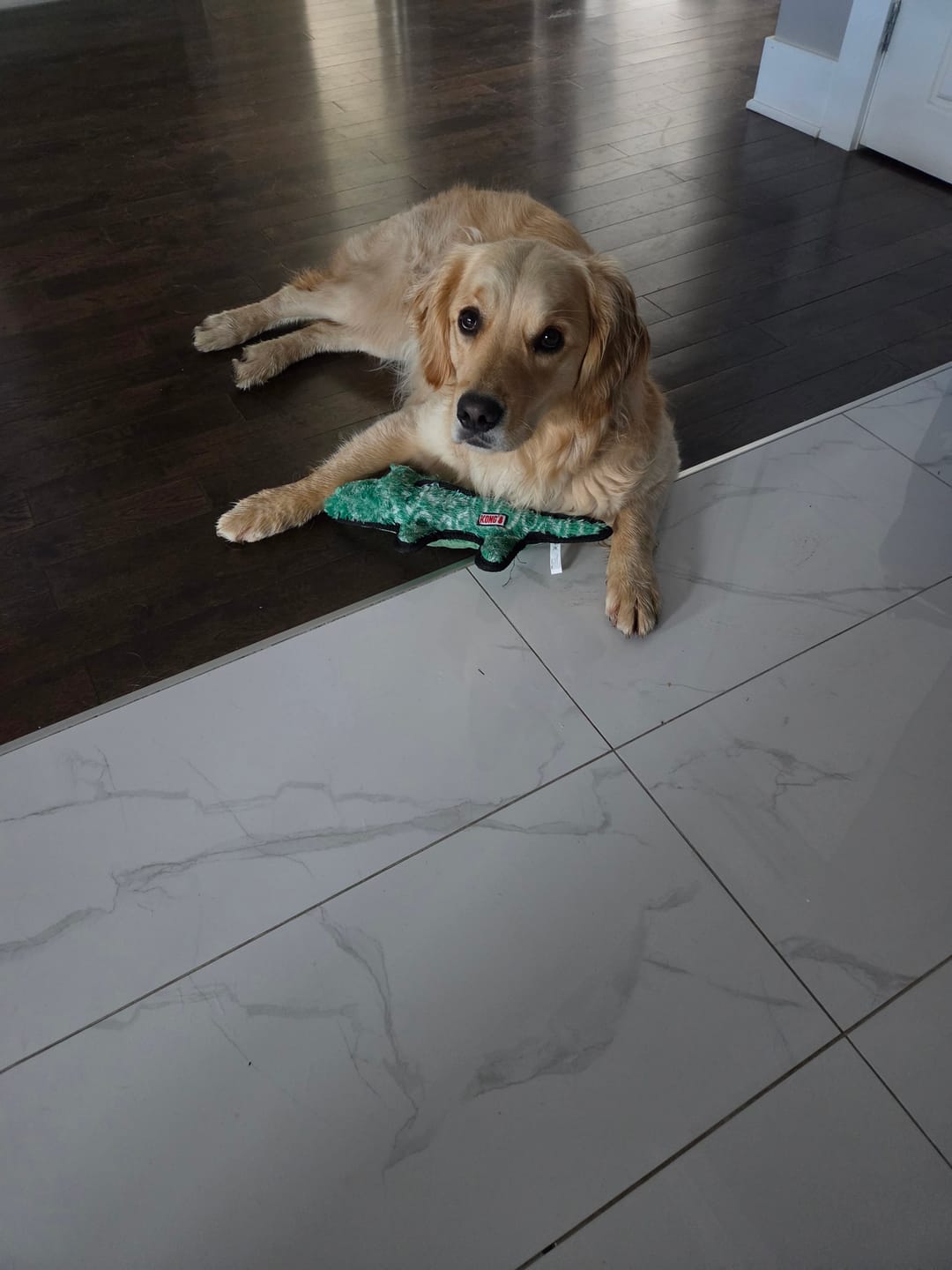 Customer photo review of Kong - Ballistic Jouet pour chiens