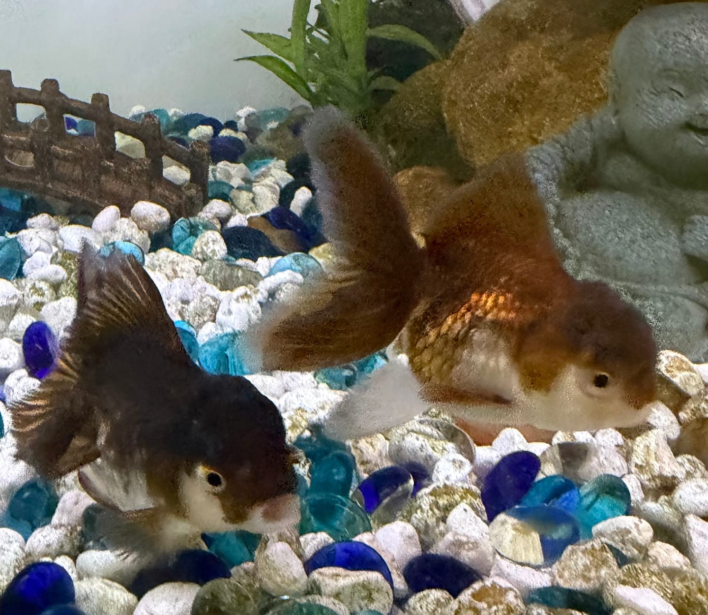 Customer photo review of Live Premium Fancy Goldfish Thai Oranda 2"-4" Body Panda (Our Choice)