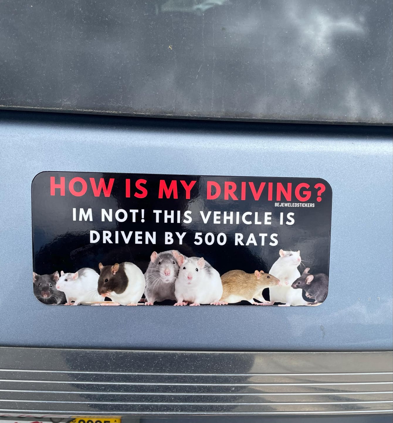Customer photo review of 500 Rats