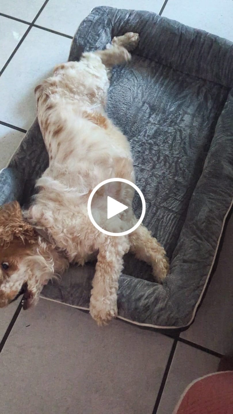 Customer video review of Cama Ortopédica para Perros