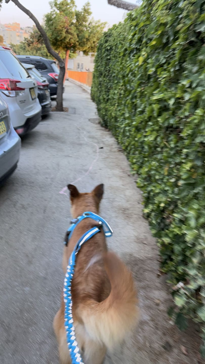 Customer photo review of קולר SafeWalk® מרופד ומחוזק