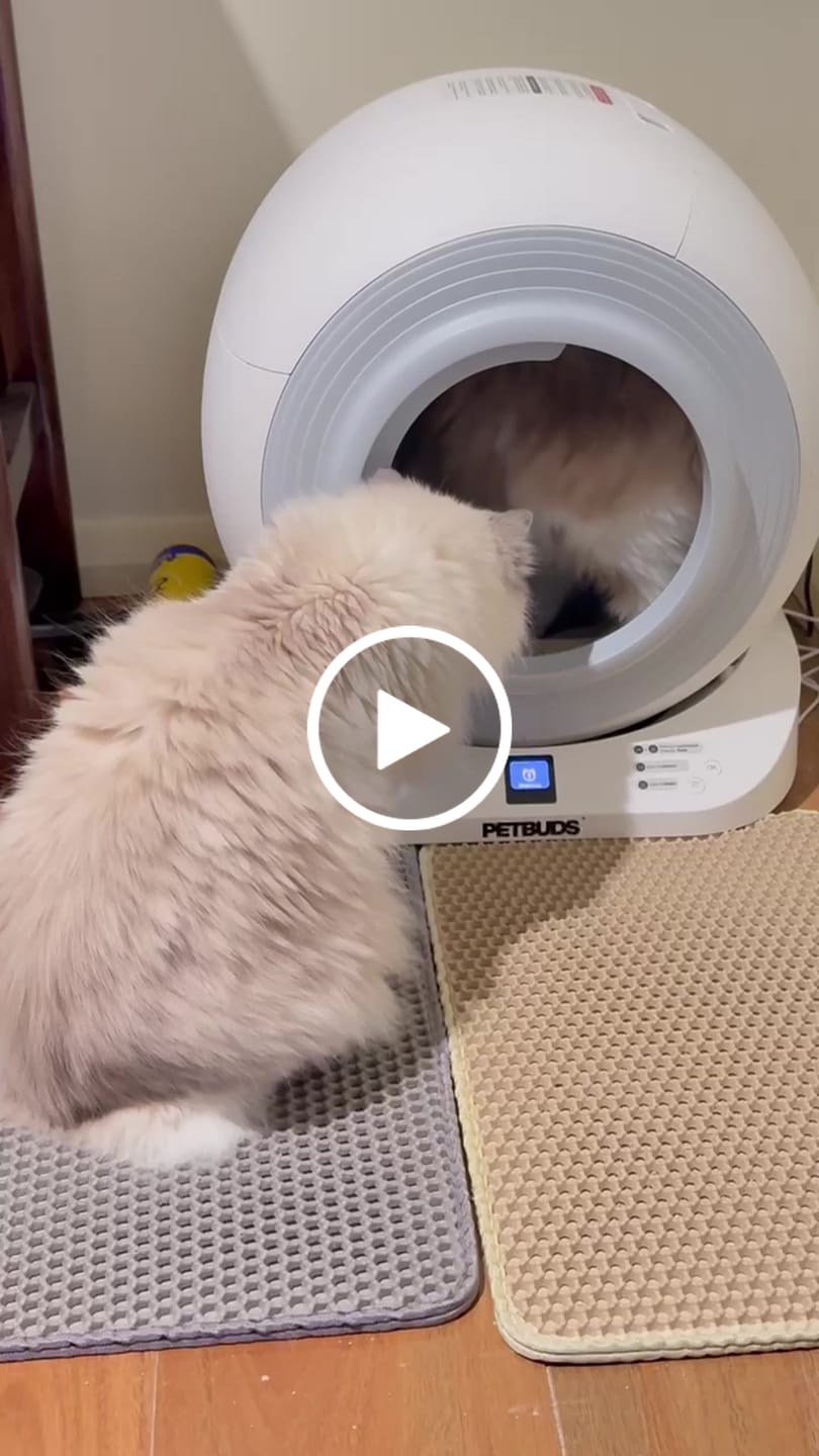 Customer video review of The Petbuds Q-CLEAN Automatic Self-Cleaning Litter Box