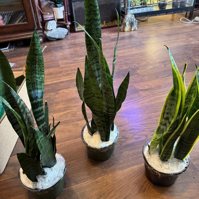 Customer photo review of Sansevieria Snake Plant Laurentii in 6” Nursery Pot - Indoor Low Light Plant - Easy Care Houseplant - Modern Decor - Beginner Plant