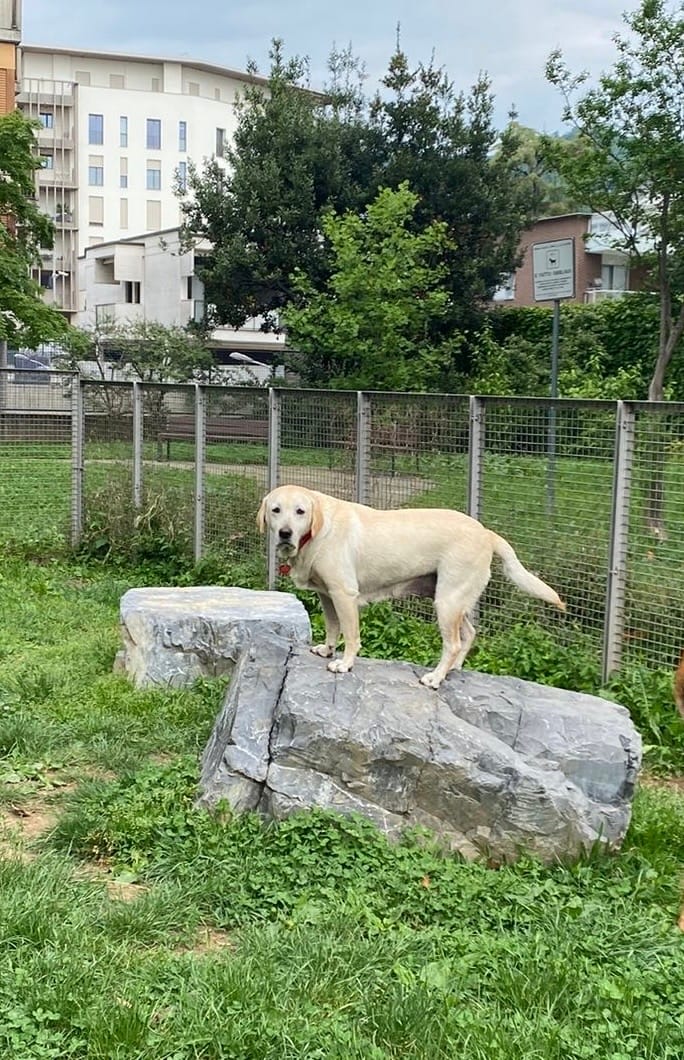 Customer photo review of Crocchette Cute e Manto al Salmone - Cane Adulto - Proteine idrolizzate - Grain Free